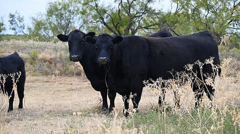 Why Buying Texas Ranch Land Is the Ultimate Luxe Move Right Now