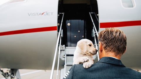 Alby, one of the VistaJet Pups, on his way to take a trip