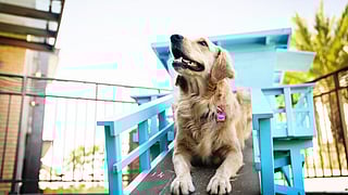 Golden Retriever at Paséa Hotel & Spa – Huntington Beach, CA