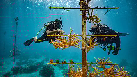 PADI Coral Reef Conservation Course