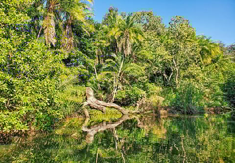 Best Things to Do in Gainesville, FL