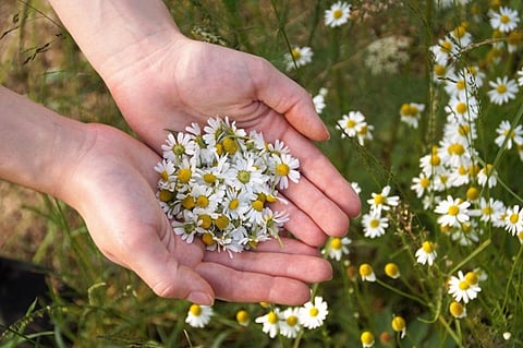Are You Gifting the Right Flowers for Their Zodiac Sign? Birthday Bouquet Tips