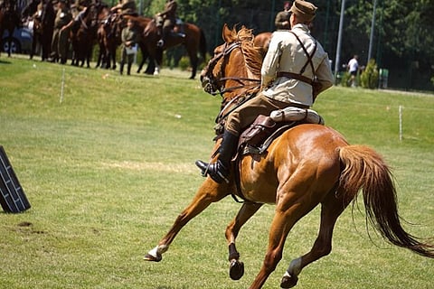 Maintaining Healthy Joints in Horses: The Best Supplements to Use