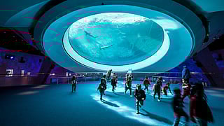 Oculus View of Sharks at Phillip and Patricia Frost Museum of Science