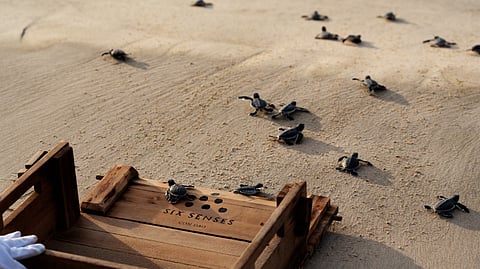 Six Senses Con Dao Hatchling Release Events