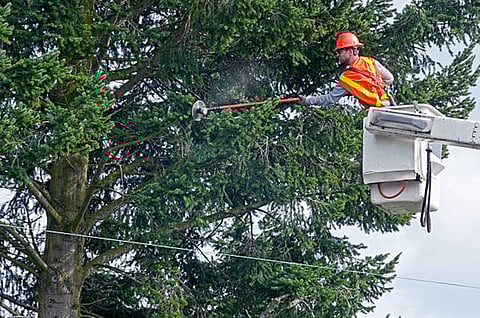 Signs Your Seattle Property Needs Urgent Tree Trimming Fast