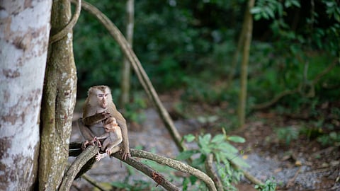 Up-Close Animal Encounters Await at Top Wildlife Parks in Southeast Asia