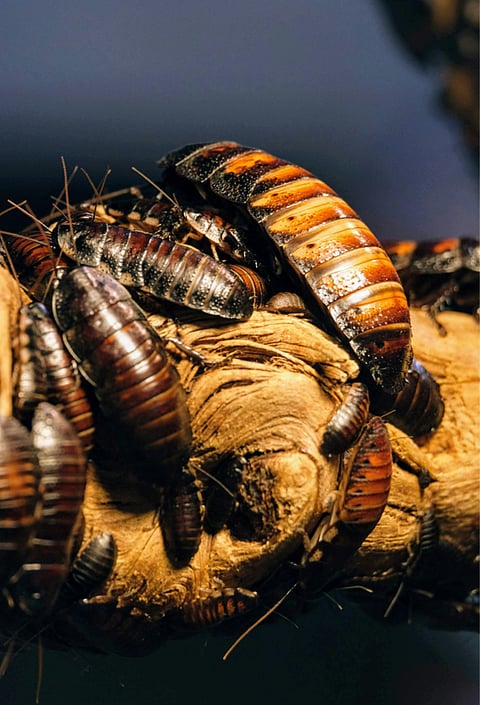 Mesa Mansions, Desert Invaders: Keeping Arizona’s Pests Out of Your Luxury Home