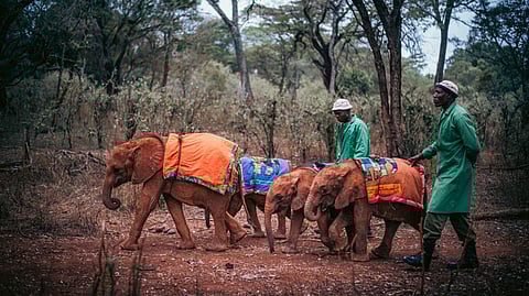 Adopt an Elephant for as Little as $50 a Year!