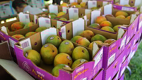 Mangos at the Annual Mango Festival at Fairchild Tropical Botanic Garden