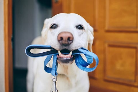 Double Lead Dog Leash: The Ultimate Solution for Multi-Dog Walks