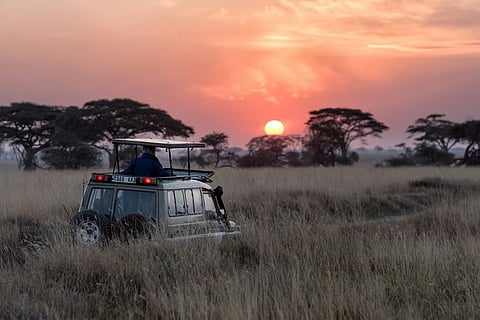 How African Safari Vacations Have Become the Pinnacle of Luxury