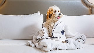 A Pampered Pup Enjoys the Barclay’s Pooch Package in Style