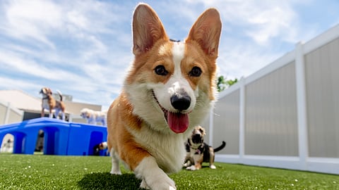 K9 Resorts Opens First Location in NYC