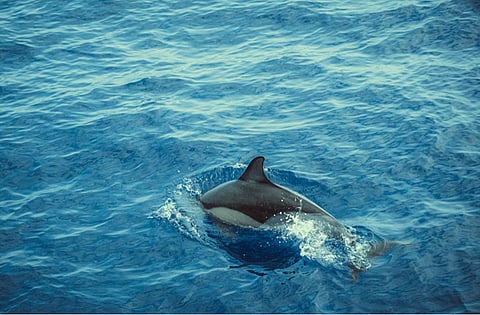 Experience the Magic: Dolphin Cruise Hilton Head Island Adventures