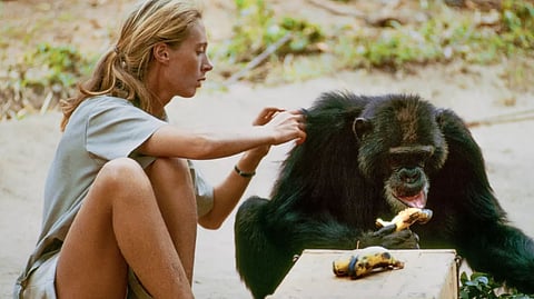 Jane Goodall grooming David Greybeard the chimp