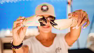 Chef holds up fresh stone crab claws at the South Beach Seafood Festival