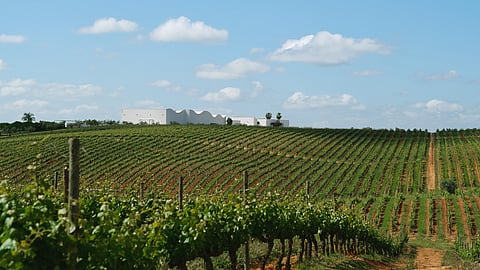 Vineyards at Herdade do Peso estate in Portugal’s Alentejo region