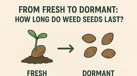 From Fresh to Dormant: How Long Do Weed Seeds Last?