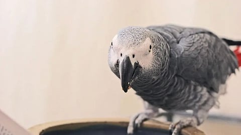 Close-up of an African Grey parrot looking curiously at the camera