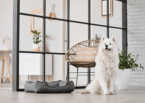 Luxury Living for Dogs: 6 Tips for Creating a Comfortable Space for Your Pup