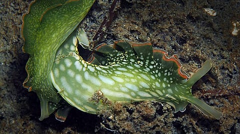 Lettuce Sea Slug (Elysia crispata) in the United States