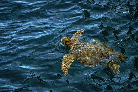 Secrets of the Galapagos: Insider Cruise Tips for Wildlife Lovers