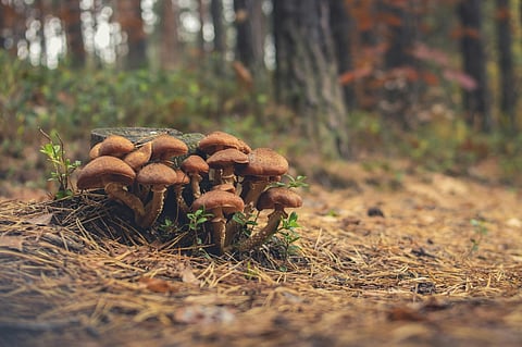 Tips for Choosing High-Quality Liquid Mushroom Extract