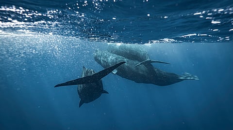 Two sperm whales swimming just below the ocean surface in deep blue water