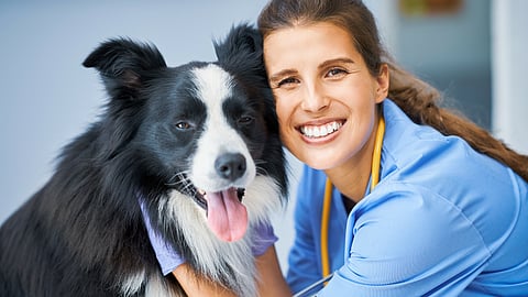 Veterinarian in blue scrubs examining a dog during a clinic-style consultation