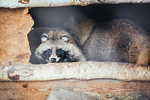 Humane Wildlife Removal: Balancing Safety, Ethics, and Property Protection