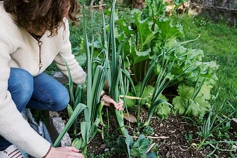 Sustainable Gardening: How to Grow Your Own Food at Home
