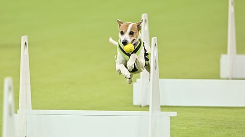 Agility dog mid jump clearing obstacle during Westminster Kennel Club Dog Show