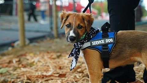 Beyond Companionship: How Service Dogs Redefine Independence, Safety, and Mental Wellness