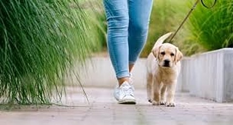 How Apartment Communities and HOAs Are Making Lost and Found Pets Everyone’s Responsibility: