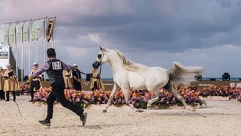 Arabian horse trotting beside handler during the GCAT Miami Beach championship event