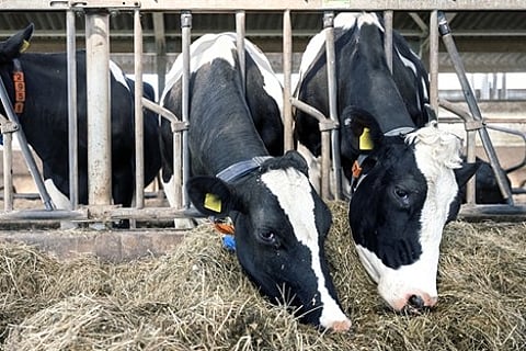 How to Navigate Market Volatility in the Beef Industry