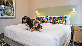 Two dogs relax on a bed at The Marker Key West Harbor Resort pet-friendly room