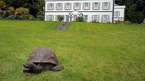 Jonathan exploring the paddock in front of Plantation House, 2022