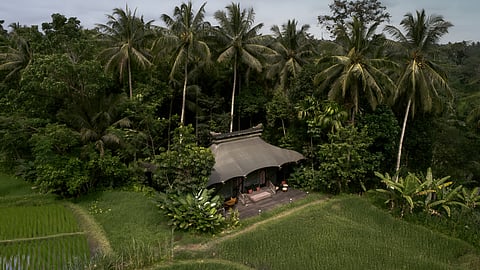 Luxury tented villa surrounded by rice fields and palm trees in Ubud Bali