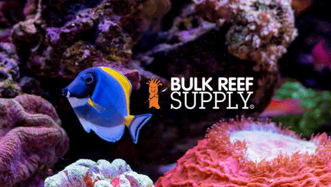 A Powder Blue Tang