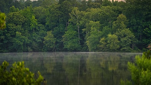 Calm lake bordered by dense forest at sunrise with soft mist rising over still water