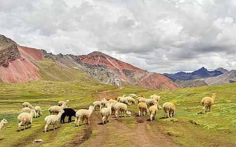 a flock of alpacas grazing in the Andean highlands