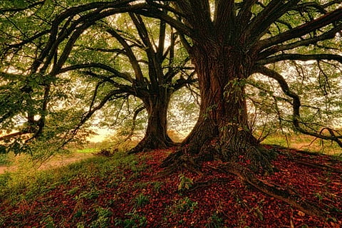 beech trees