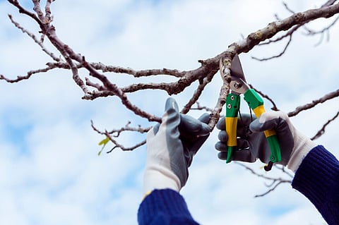 the process of tree pruning