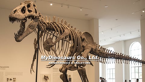 Dinosaur Skeleton Replica Display