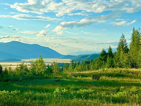 Green mountain landscape with trees, valley, blue sky, and deer in the foreground.