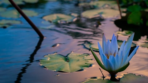 Blue water lily blooming on a pond with floating leaves.