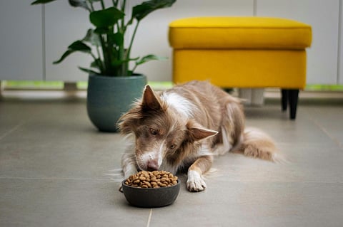 Dog eating kibble from a bowl.