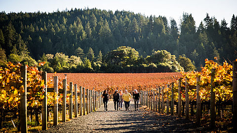 Goldeneye Winery in Philo, California, October 18, 2017.